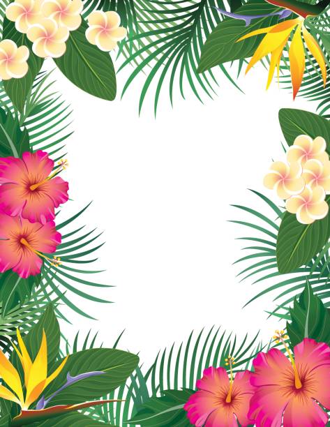 ilustraciones, imágenes clip art, dibujos animados e iconos de stock de frontera de tropical - hibiscus beauty in nature beauty beautiful