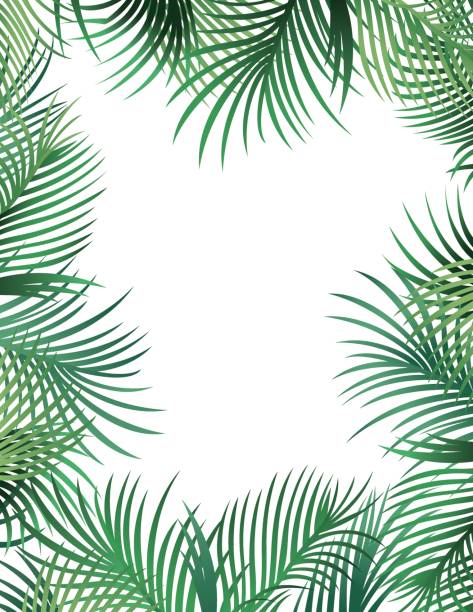 illustrations, cliparts, dessins animés et icônes de frontière de feuilles de palmier - palm leaf frond leaf backgrounds