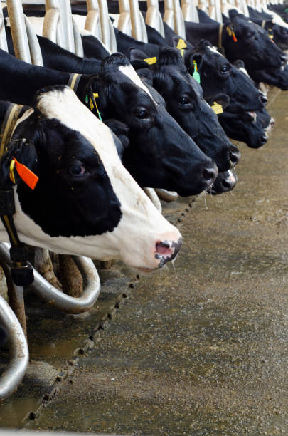 istock Dairy farm cows indoor in the shed 1348075364