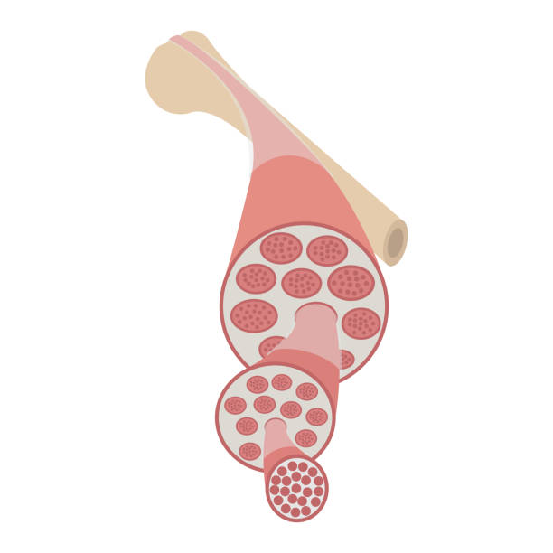 Skeletal muscle flat illustration Skeletal muscle flat illustration. Fascia, endomysium, fiber. Connective tissue that separates muscles and internal organs. Can be used for topics like anatomy, human body, myofascial release, massage human muscle stock illustrations