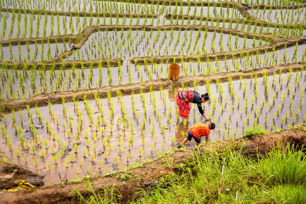 família pakhayo andando nos terraços de arroz. os agricultores cultivam arroz na estação chuvosa. agricultores familiares cultivando em terraços de arroz. - asian ethnicity philippines women beauty - fotografias e filmes do acervo