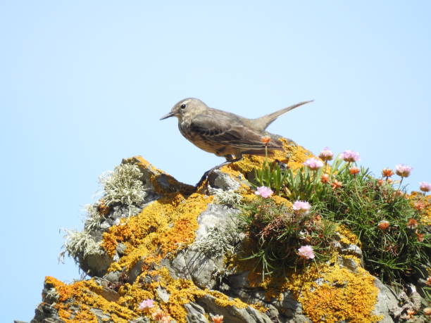 istock Close-up side view of Rock Pipit facing left and looking downwards while standing on top of pointed rock near a clump of pink Thrift flowers 1348076178