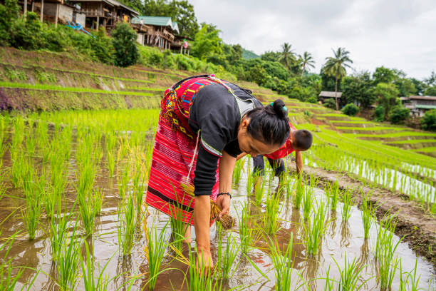 família pakhayo trabalhando nos terraços de arroz. os agricultores cultivam arroz na estação chuvosa. agricultores familiares cultivando em terraços de arroz. - asian ethnicity philippines women beauty - fotografias e filmes do acervo