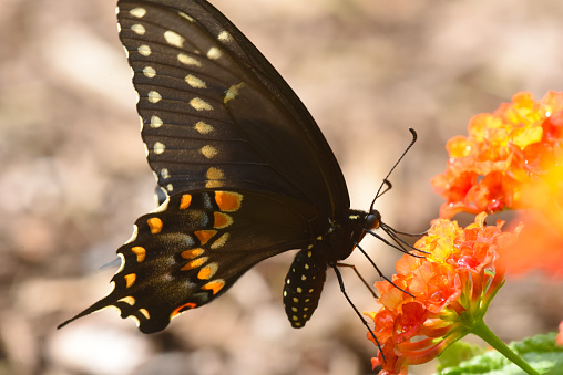 A black swallowtail butterfly snacking on Butterfly weed (Asclepias tuberosa).