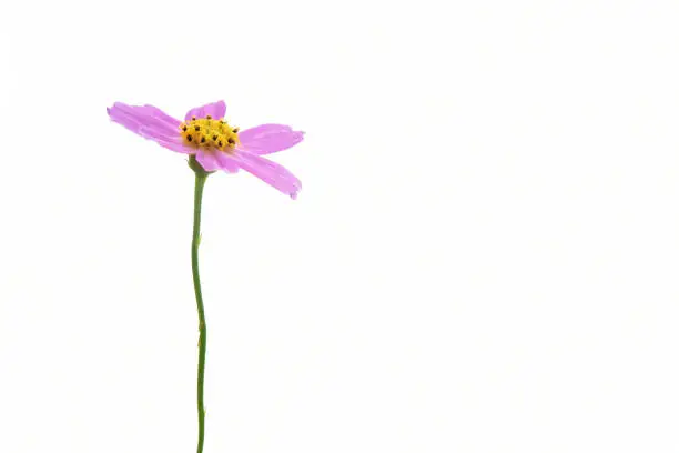 A very tiny pink Cosmos Flower against a white background.