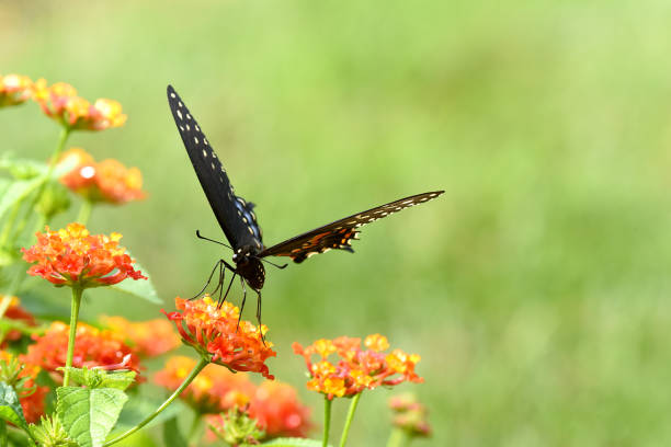 istock Black Swallowtail butterfly on Butterfly weed 1348077529