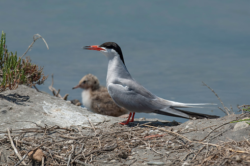 Common tern  with chick