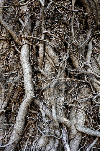 A tree (That you  can't see) because it is encased in a layer of tangled vines.