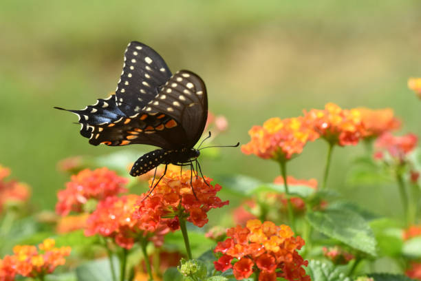 Black Swallowtail butterfly on Butterfly weed