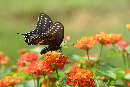 A butterfly is flying on a flower.