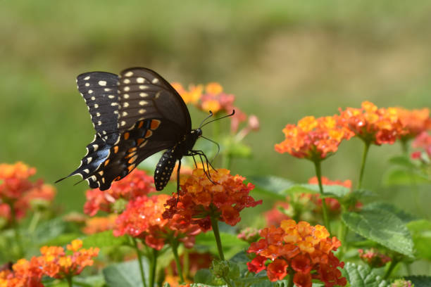 istock Black Swallowtail butterfly on Butterfly weed 1348078052