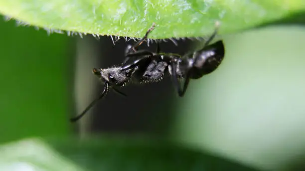 horizontal macro shot of a big black ant walking upside down on a green leaf during a bright day in the summer