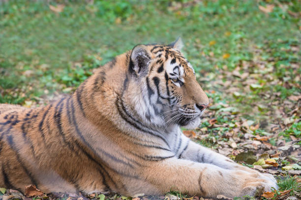 istock Siberian tiger liying on the grass; 1348078876