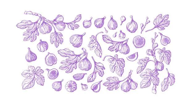 Vector illustration of Figs fruit set. Vector vintage hand drawn isolate