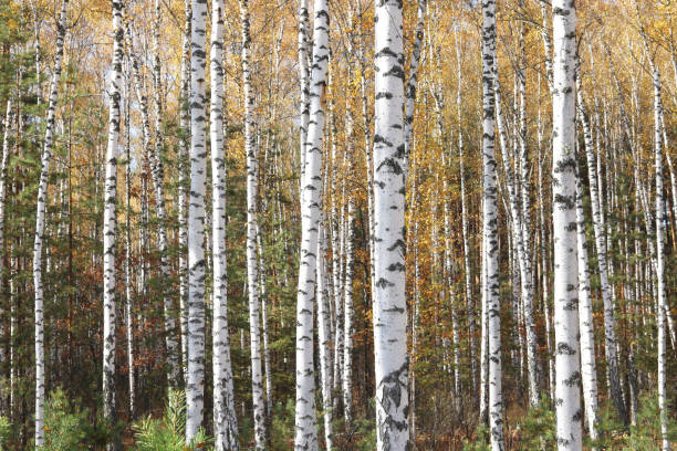 istock beautiful abstract scene with birches in red autumn birch forest in october 1348080893