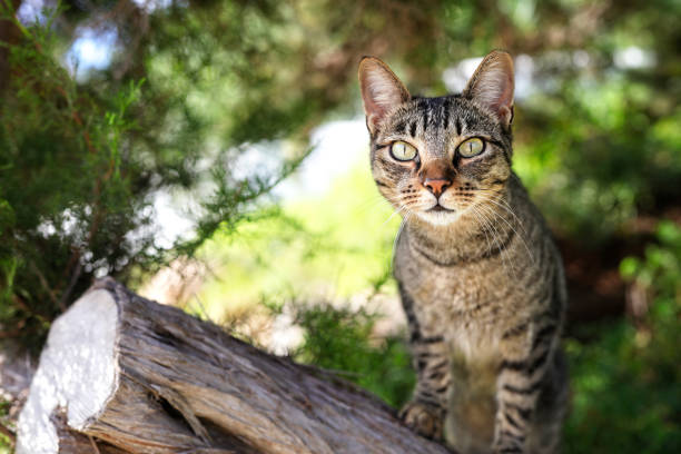 Domestic cat outside in a tree on summer day