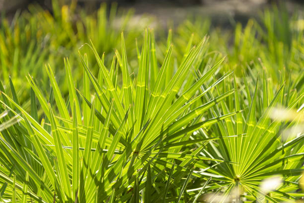 istock Backlit saw palmetto with light stripes curving through fronds 1348082641