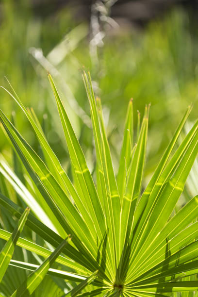 istock Backlit saw palmetto with light curved stripe and defocused background 1348083172
