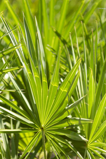 istock Backlit saw palmetto thicket with light stripe curving through central frond 1348083354
