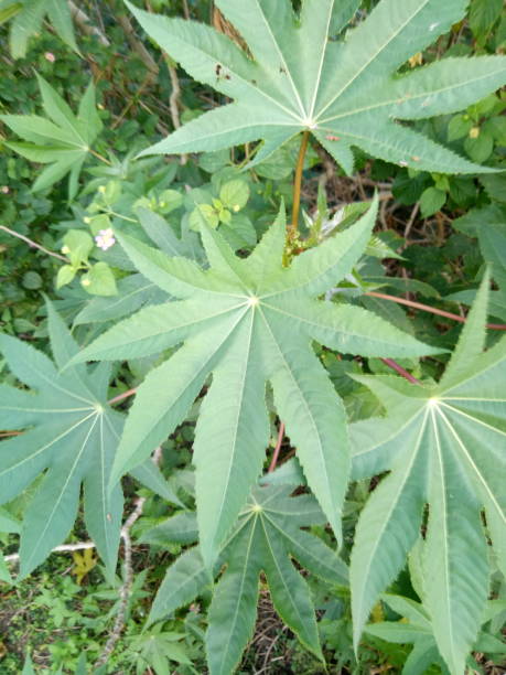 istock The green leaf of Cassava 1348083580