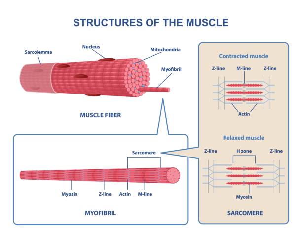 Colorful structure skeletal muscle scheme on white background Colorful structure skeletal muscle scheme on white background. Muscles contract by sliding myosin and filaments along each other. Myofibril with thin and thick filament. Flat vector illustration myosin stock illustrations