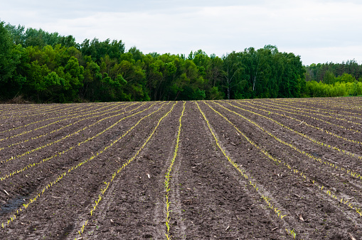 Early corn sprouts on finely cultivated field. Baby corn plants are week old and sown in parallel rows.
