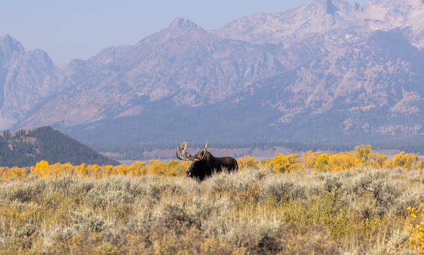 istock Bull Moose in the Fall Rut in Wyoming 1348085140