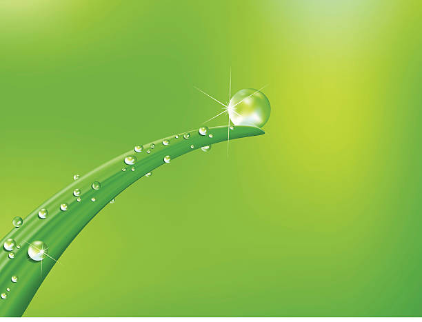 illustrazioni stock, clip art, cartoni animati e icone di tendenza di gocce d'acqua fresca sul filo d'erba - grass water dew green