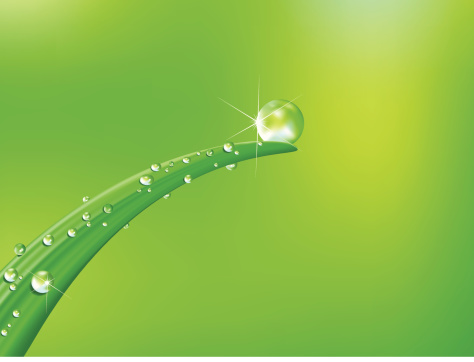 fresh water drops on blade of grass