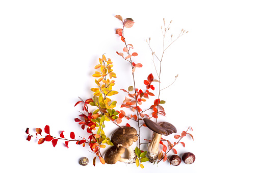Autumn still life. Arrangement of different colors, flowers, leaves and fruits in autumn