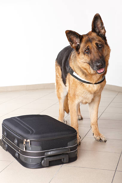 istock Airport canine 134808594