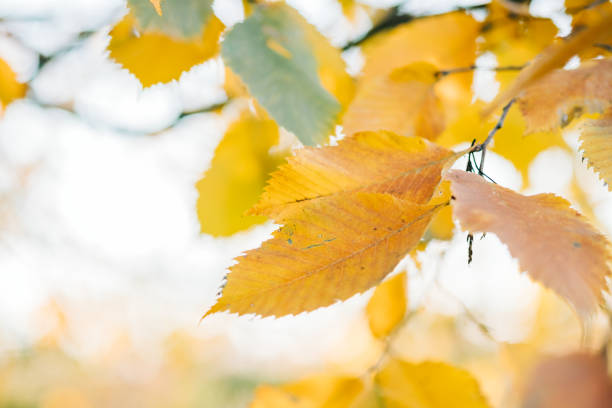 Bright sunlight highlights green leaves with brown spots and edge wear, showcasing natural foliage texture, color variation, and subtle autumn hints in a garden setting.