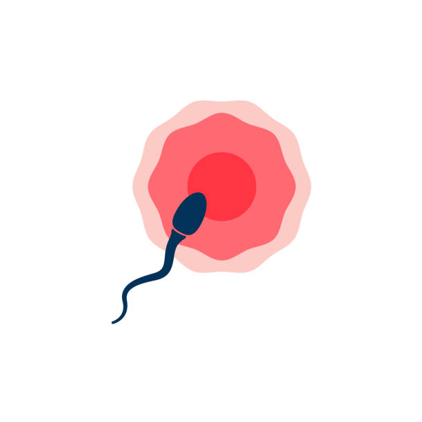 ilustrações de stock, clip art, desenhos animados e ícones de sperm and egg cell - human fertility illustrations