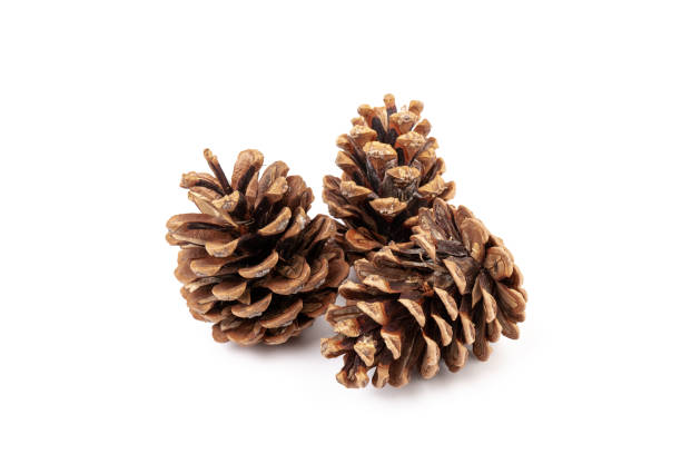istock Pine cones isolated on a white background, photography 1348087753