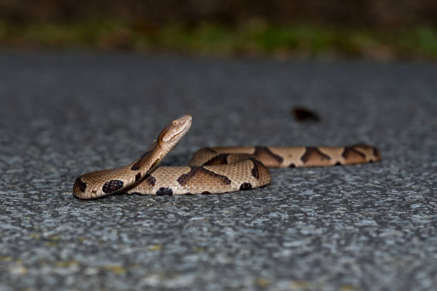 Side view of Copperhead snake with head raised Photo taken at Blackwater River state forest, near Hurricane Lake south campground. Nikon D750 with Nikon 200mm macro lens and SB28DX flash southern copperhead stock pictures, royalty-free photos & images