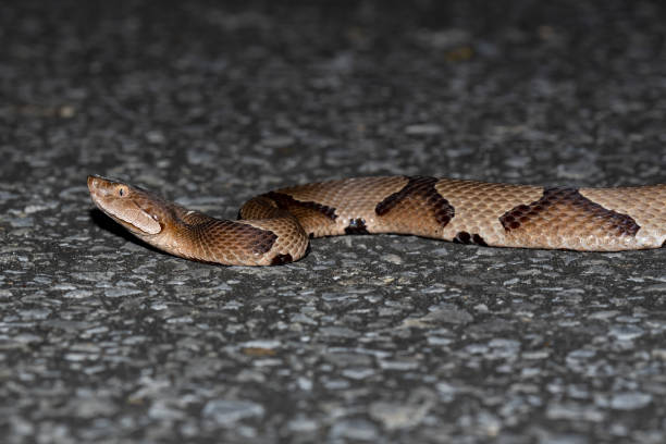 istock Side view of Copperhead snake with head raised slightly 1348088394