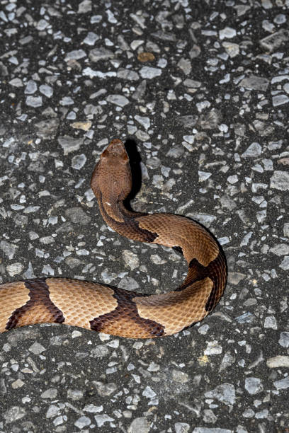 istock View from above of Copperhead snake with head raised 1348088844