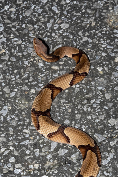 View from above and behind, of Copperhead snake with head raised Photo taken at Blackwater River state forest, near Hurricane Lake south campground. Nikon D750 with Nikon 200mm macro lens and SB28DX flash southern copperhead stock pictures, royalty-free photos & images