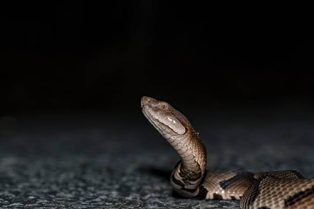 Side view close up of Copperhead snake with raised head Photo taken at Blackwater River state forest, near Hurricane Lake south campground. Nikon D750 with Nikon 200mm macro lens and SB28DX flash southern copperhead stock pictures, royalty-free photos & images