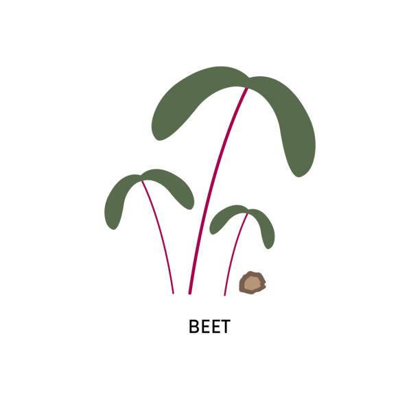 비트 마이크로그린과 씨앗 - hydroponics seed seedling plant stock illustrations