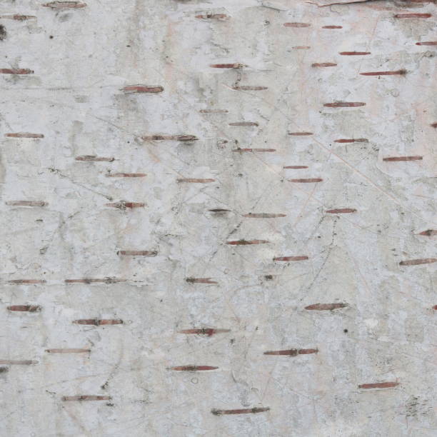 istock pattern of birch bark with black birch stripes on white birch bark 1348090996