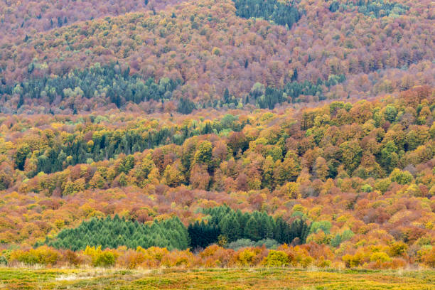 istock Autumn in the Bieszczady Mountains. 1348091171