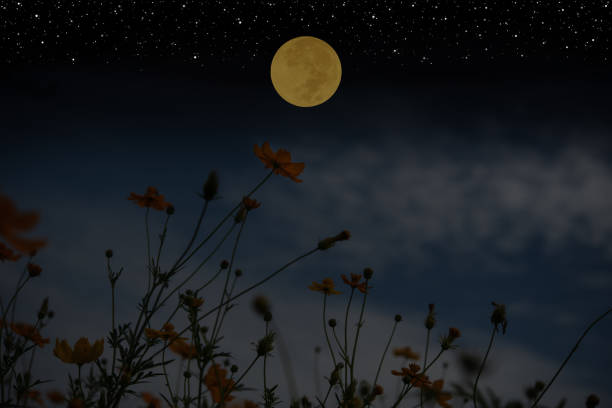 istock Full moon on the sky with cosmos flowers silhouette at night. 1348092252