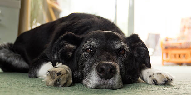 I'm bored-elderly pet dog lying flat out on carpet stock photo