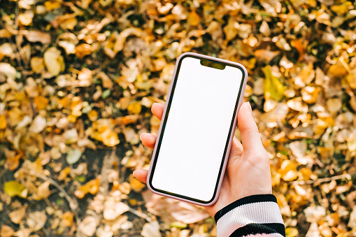 Hand holding smartphone with white screen mockup on yellow leaves top view.