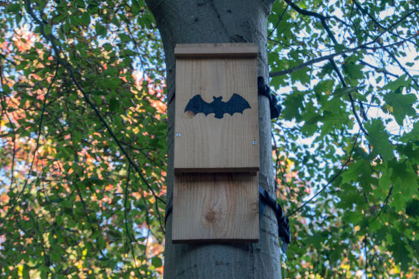 istock Bat Night House At Apeldoorn The Netherlands 1348095836