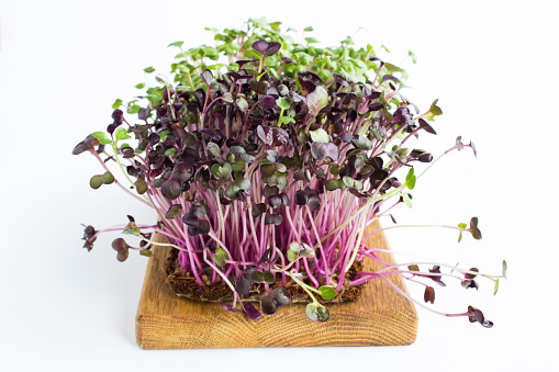 Close-up microgreen radish isolated on the white background. Healthy food concept.
