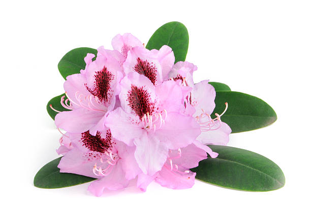 istock isolated purple Rhododendron 134809786