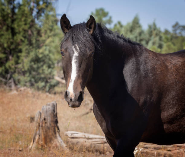 istock Arizona Wild Horses 1348098684