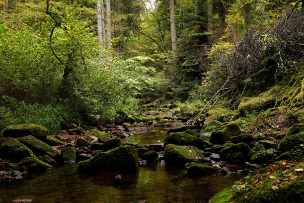 istock The wild and romantic Monbachtal in the Black Forest 1348098710
